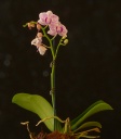 Nom du fichier=Phalaenopsis-D-9.jpg
Taille du fichier=261Ko
Dimensions : 525x600
Ajouté le : 16 Août 2012 Phalaenopsis-D-9.jpg