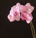 Phalaenopsis-E1.jpg