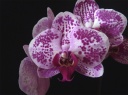 Nom du fichier=Phalaenopsis-E2.jpg
Taille du fichier=124Ko
Dimensions : 800x599
Ajouté le : 16 Août 2012 Phalaenopsis-E2.jpg