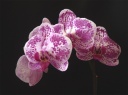Nom du fichier=Phalaenopsis-E3.jpg
Taille du fichier=111Ko
Dimensions : 800x599
Ajouté le : 16 Août 2012 Phalaenopsis-E3.jpg