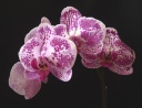 Nom du fichier=Phalaenopsis-E4.jpg
Taille du fichier=134Ko
Dimensions : 800x614
Ajouté le : 16 Août 2012 Phalaenopsis-E4.jpg