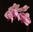 Nom du fichier=Phalaenopsis-E5.jpg
Taille du fichier=166Ko
Dimensions : 800x772
Ajouté le : 16 Août 2012 Phalaenopsis-E5.jpg