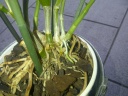 IMG-20120910-01645.jpg