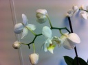 phal_1.JPG