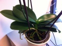 phal_3.JPG