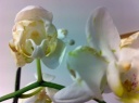 photo~3.JPG