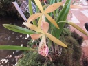 DSCF4861.jpg