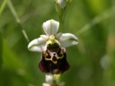 Nom du fichier=Orchis1.jpg
Taille du fichier=29Ko
Dimensions : 448x336
Ajouté le : 17 Juin 2013 Orchis1.jpg