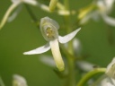 Nom du fichier=Platanthera2.jpg
Taille du fichier=28Ko
Dimensions : 448x336
Ajouté le : 17 Juin 2013 Platanthera2.jpg