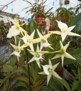 Angraecum_Veitchii_2020_01_28Copier29.jpg