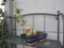 Baobab_bonsai_ete_.jpg