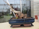 Baobab_bonsai_hiver_.jpg