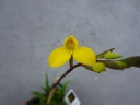 Disa_Aurata_28Copier29.JPG