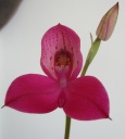 Disa_Kewensis_Dark_Pink_2013_05_28Copier29.jpg