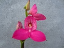 Disa_Kewensis_Dark_Pink_2014_05_01_28Copier29.JPG