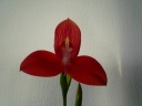 Disa_uniflora_1_28Copier29.JPG