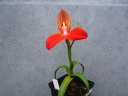 Disa_uniflora_2014_05_28Copier29.JPG