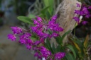 IMGP6197.JPG