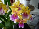 Miltonia_Sunset.jpg