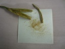 Seeds_Phalaenopsis_x_Ascocenda.JPG