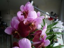 Vanda_Sanderiana__~0.jpg