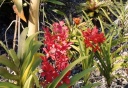 vanda_a_la_ferme_Perrine.JPG