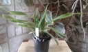 A_LADDA_GOLD_T-ORCHIDS.jpg