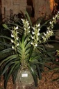 Nom du fichier=Angraecum_eburneum_superbum.JPG
Taille du fichier=40Ko
Dimensions : 299x448
Ajouté le : 20 Janvier 2013 Angraecum_eburneum_superbum.JPG