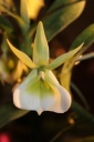 Nom du fichier=Angraecum_eichlerianum.JPG
Taille du fichier=22Ko
Dimensions : 299x448
Ajouté le : 20 Janvier 2013 Angraecum_eichlerianum.JPG