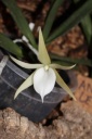 Nom du fichier=Angraecum_leonis.JPG
Taille du fichier=25Ko
Dimensions : 299x448
Ajouté le : 20 Janvier 2013 Angraecum_leonis.JPG