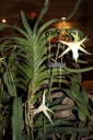 Nom du fichier=Angraecum_sesquipedale.JPG
Taille du fichier=36Ko
Dimensions : 299x448
Ajouté le : 20 Janvier 2013 Angraecum_sesquipedale.JPG