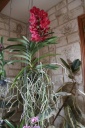 Ascocenda_rouge.JPG