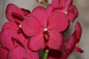 Ascocenda_rouge_fleur.JPG