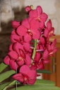 Ascocenda_rouge_hampe.JPG