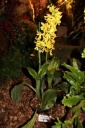 Nom du fichier=Calanthe_sieboldii.JPG
Taille du fichier=38Ko
Dimensions : 299x448
Ajouté le : 20 Janvier 2013 Calanthe_sieboldii.JPG