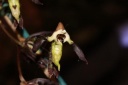 Nom du fichier=Catasetum_sp.JPG
Taille du fichier=19Ko
Dimensions : 448x299
Ajouté le : 20 Janvier 2013 Catasetum_sp.JPG
