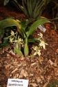 Nom du fichier=Coelogyne_lentiginosa.JPG
Taille du fichier=38Ko
Dimensions : 299x448
Ajouté le : 20 Janvier 2013 Coelogyne_lentiginosa.JPG