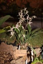 Nom du fichier=Cymbidium_lancifolium.JPG
Taille du fichier=37Ko
Dimensions : 299x448
Ajouté le : 20 Janvier 2013 Cymbidium_lancifolium.JPG