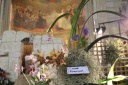 Nom du fichier=Cymbidium_pumilum.JPG
Taille du fichier=34Ko
Dimensions : 448x299
Ajouté le : 20 Janvier 2013 Cymbidium_pumilum.JPG