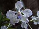 DSCF1687_R.JPG