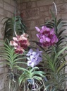 DSCF2227.JPG