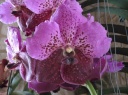 DSCF2231.JPG