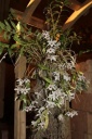 Nom du fichier=Dendrobium_lituiflorum_var_Alba.JPG
Taille du fichier=38Ko
Dimensions : 299x448
Ajouté le : 20 Janvier 2013 Dendrobium_lituiflorum_var_Alba.JPG