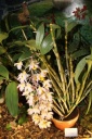 Nom du fichier=Dendrobium_mousme.JPG
Taille du fichier=41Ko
Dimensions : 299x448
Ajouté le : 20 Janvier 2013 Dendrobium_mousme.JPG