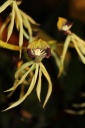 Nom du fichier=Encyclia_cohleata.JPG
Taille du fichier=24Ko
Dimensions : 299x448
Ajouté le : 20 Janvier 2013 Encyclia_cohleata.JPG