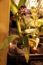 Encyclia_longifolia_x_Epi_Miva_Etoile.JPG