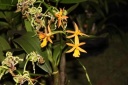 Nom du fichier=Epidendrum_cinnabarinum.JPG
Taille du fichier=31Ko
Dimensions : 448x299
Ajouté le : 20 Janvier 2013 Epidendrum_cinnabarinum.JPG