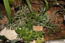 Nom du fichier=Epidendrum_difforme.JPG
Taille du fichier=43Ko
Dimensions : 448x299
Ajouté le : 20 Janvier 2013 Epidendrum_difforme.JPG