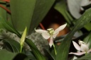 Nom du fichier=Epidendrum_garcianum.JPG
Taille du fichier=24Ko
Dimensions : 448x299
Ajouté le : 20 Janvier 2013 Epidendrum_garcianum.JPG