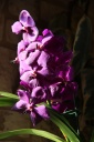 IMG_1135_R.JPG